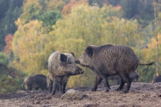 Two wild boars or wild pigs (Sus scrofa) meet and greet in a clearing on hilly terrain. In the