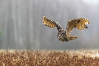 One male Eurasian Eagle Owl, Bubo bubo, flying over a meadow. Slight fog around. A forest in the