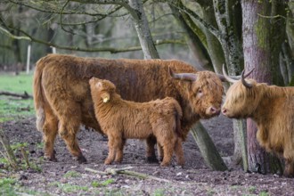 A family of Highlands (Bos (primigenius), a bull, a cow and a calf stand at a forest edge