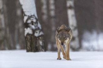 One male eurasian gray wolf (Canis lupus lupus) walking thru deep snow with a forest in the