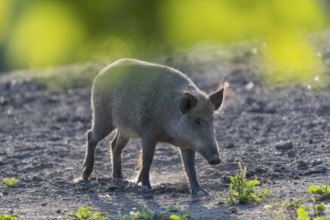One wild boar or wild pig (Sus scrofa), standing on a meadow with little vegetation and a green