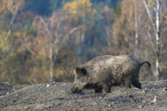 One wild boar or wild pig (Sus scrofa), walking over an opening in early morning light, searching