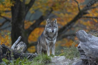 One eurasian gray wolf (Canis lupus lupus) standing between logs on a hill with a forest in fall