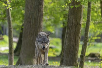 One eurasian gray wolf (Canis lupus lupus) walking over a rock in an open forest. Grass, logs and