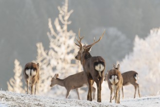 A Japanese sika deer stag (Cervus nippon nippon) walks away with a group of hinds across a meadow