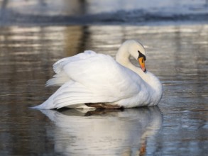 Mute Swan (Cygnus olor), a female bird resting on a frozen lake, Hesse, Germany, Europe