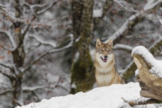 A grey wolf (Canis lupus lupus) stands on a snow-covered hill behind a fallen tree on a cold,