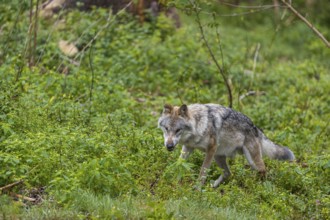 One adult eurasian gray wolf (Canis lupus lupus) walking through the green undergrowth at a forest