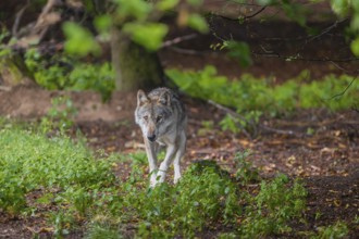 One adult male eurasian gray wolf (Canis lupus lupus) walking through the green undergrowth at a