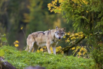One eurasian gray wolf (Canis lupus lupus) stands on a hill, observing the area. A forest in fall