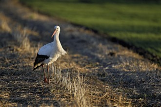 White stork (Ciconia ciconia), foraging in a field, Switzerland, Europe