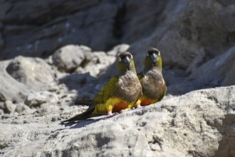 Free-living rock parakeets (Cyanoliseus patagonus) in the world's largest parrot colony in