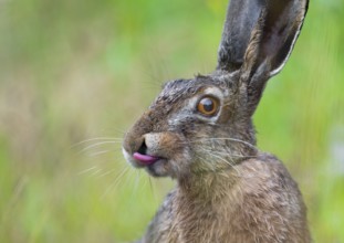 European hare (Lepus europaeus) portrait, tongue visible, wildlife, Thuringia, Germany, Europe