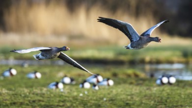 Greylag Goose, Anser anser, birds in flight over winter marshes