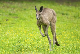 Eastern grey kangaroo (Macropus giganteus) on a meadow, Bavaria, Germany, Europe