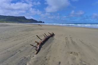 A large piece of driftwood lies on the sandy beach overlooking the blue sea, Bethells Beach, Te