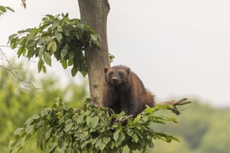 One wolverine, (Gulo gulo), sitting high in a tree. A hazy sky and some green trees in the