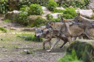Group of four eurasian gray wolves (Canis lupus lupus) show social behaviour, walking on a path