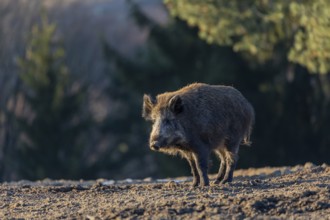 One wild boar or wild pig (Sus scrofa) searching for food on an opening. Early morning light