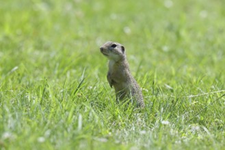 European ground squirrel (Spermophilus citellus) standing upright in a meadow, Burgenland Austria