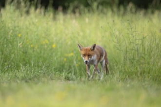 Red fox (Vulpes vulpes) adult animal in grassland countryside with wildlflowers in the summer,