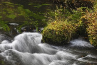 Flowing water with ferns and rocks in the Edmunds Gorge in autumn. River Kamnitz, Hrensko, Ustecky