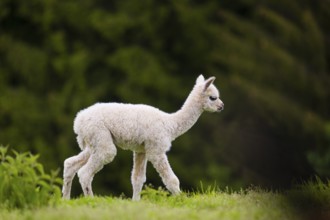 One young Alpaca (Vicugna pacos) stands on a fresh green meadow . A green forest in the distant