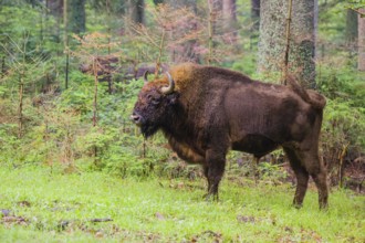 An adult male European bison (Bison bonasus) stands in a clearing in a dense forest