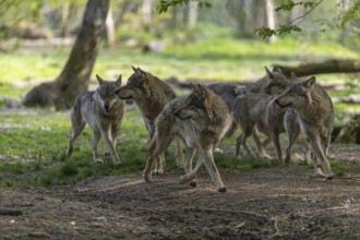 Group of six eurasian gray wolves (Canis lupus lupus) walking on a path in an open forest. Watching