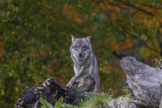 One eurasian gray wolf (Canis lupus lupus) standing between logs on a hill with a forest in fall