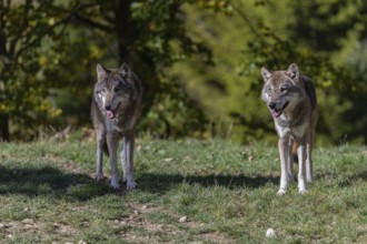 Two eurasian gray wolf (Canis lupus lupus) walking up a hill on green grass with a forest in fall