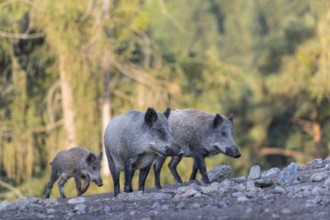 Three adult wild boar or wild pig (Sus scrofa) walking over an opening with a green forest in the
