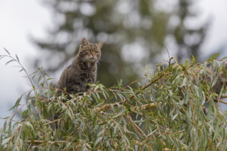 One European wildcat, Felis silvestris silvestris, sitting in a green weeping willow tree. Green