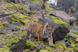 One young female Siberian Tiger, Panthera tigris altaica, walking between rocks in a forest