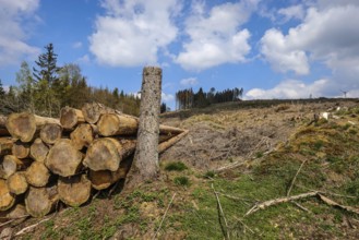27.04.2022, Hilchenbach, North Rhine-Westphalia, Germany, Forest dieback in the Siegen-Wittgenstein