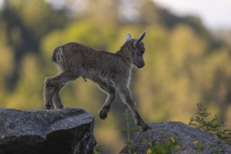 One baby ibex (Capra ibex) standing on hilltop. A bright green forest in the background