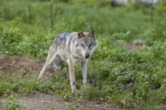 One adult male eurasian gray wolf (Canis lupus lupus) standing in the green undergrowth at a forest