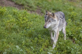 One adult eurasian gray wolf (Canis lupus lupus) walking through the green undergrowth at a forest
