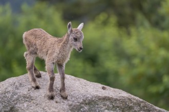 One baby ibex (Capra ibex) climbing on rocks. Some green vegetation around and a forest in the