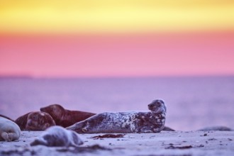 Grey seal (Halichoerus grypus) lying on the beach at sunset, Düne, Helgoland, Schleswig-Holstein,