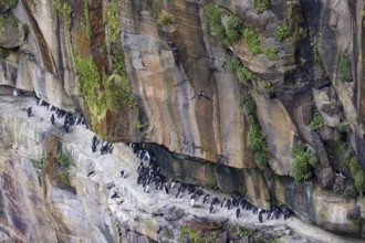 Guillemot (Uria aalge) and razorbill (Alca torda), small colony on a rock band in an overgrown