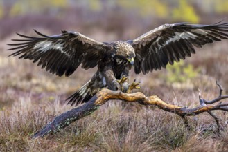 European golden eagle (Aquila chrysaetos chrysaetos) landing on branch with spread wings in