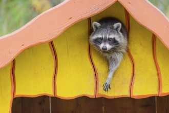 A raccoon, Procyon lotor, is looking out of a yellow house, his home in a wildlife park