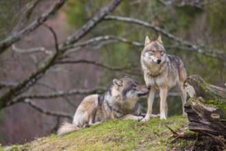Two eurasian gray wolves (Canis lupus lupus), the alpha couple, stand on top of a small hill. He
