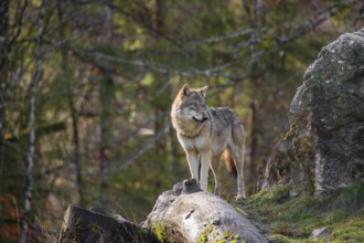 A female Eurasian gray wolf (Canis lupus lupus) stands on top of a small hill between rocks and