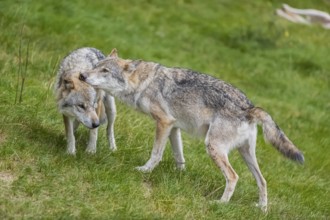 Two adult male eurasian gray wolves (Canis lupus lupus) grooming each other