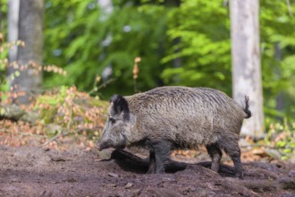 A wild boar (Sus scrofa) looks for food in a clearing