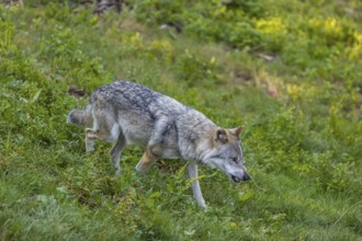 One adult male eurasian gray wolf (Canis lupus lupus) walking on a green meadow
