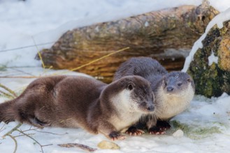 On a sunny day two otters (Lutra lutra) sit in the snow in front of a root of a dead tree