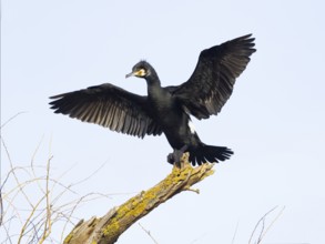 Common Cormorant (Phalacrocorax carbo), adult male in breeding plumage, perched on a dead tree
